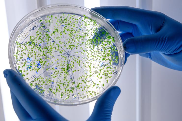 Microbiology